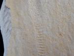 Rollspur eines Ammoniten (Perisphinctes) + Schleifspur indet. - Bild © FossNet FossilienStore